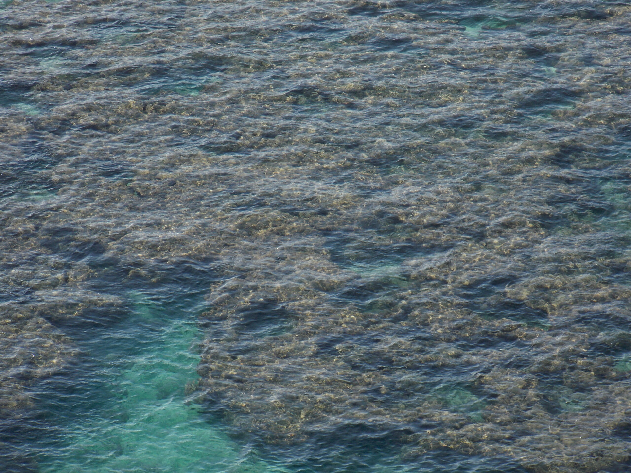 ハナウマ湾南東部の浅い海に広がるサンゴ礁