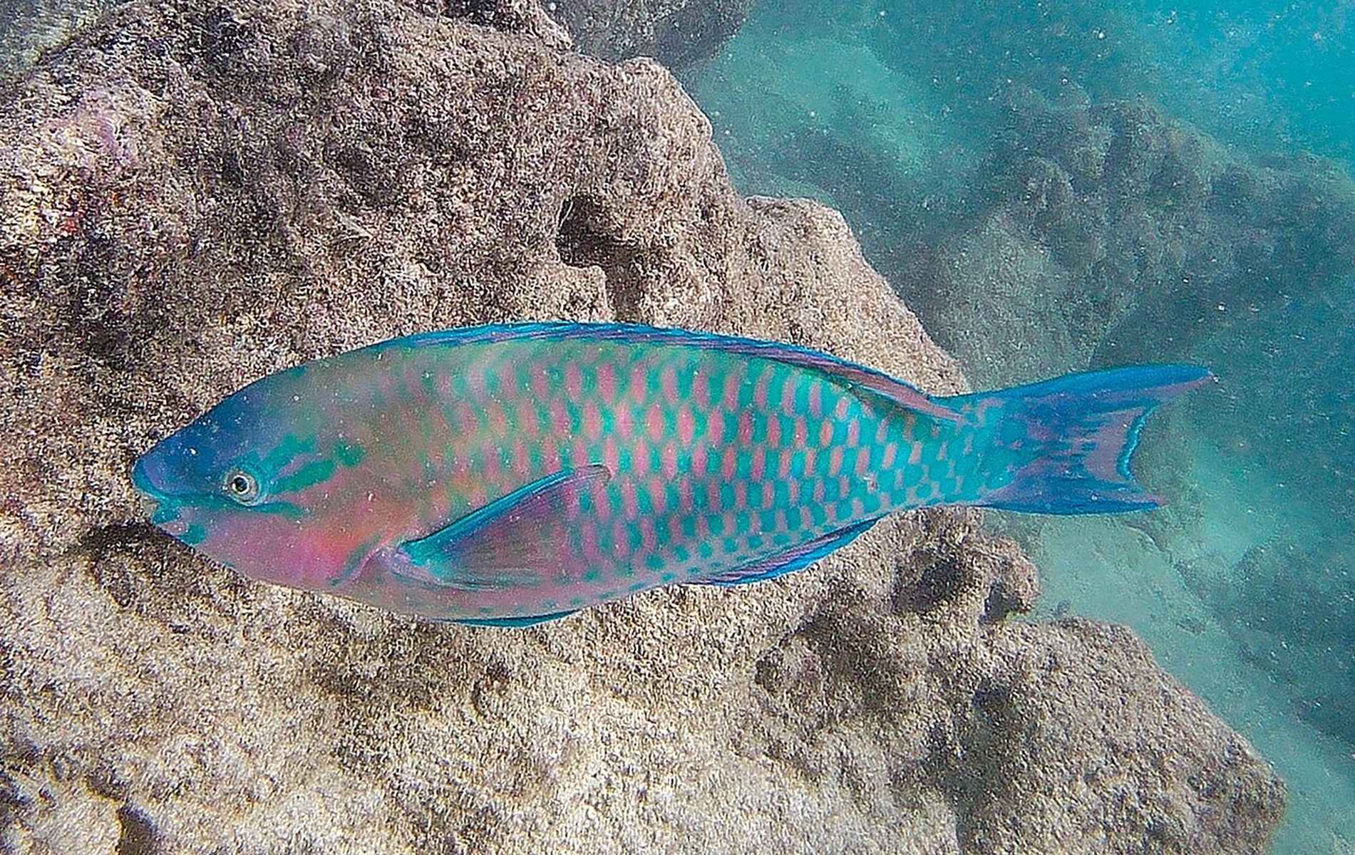 ハナウマ湾に生息する魚の実写